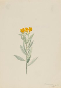 Lithospermum canescens von Mary Vaux Walcott