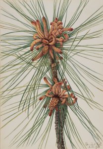 Sumpfkiefer Pinus taeda, 1918