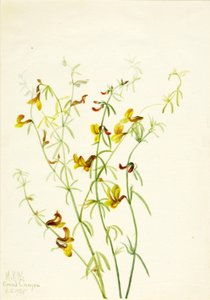 Lotus puberulus von Mary Vaux Walcott