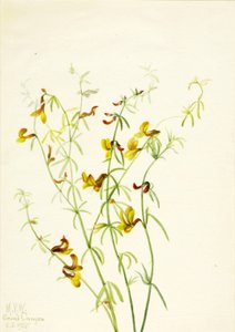 Lotus puberulus, 1935 von Mary Vaux Walcott