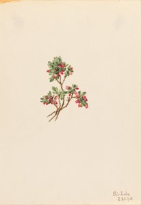 Niedrige Heidelbeere (Vaccinium caespitosum) von Mary Vaux Walcott