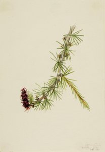 Lyall-Lärche (Larix lyallii) von Mary Vaux Walcott