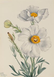Matilija Mohn Romneya coulteri, 1931 von Mary Vaux Walcott