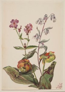 Wiesen-Schönheit (Rhexia virginica), Klapperschlangenwurzel (Nabalus albus), Schlauchpflanze (Sarracenia purpurea)