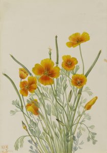 Mexikanischer Mohn (Eschscholtzia mexicana)