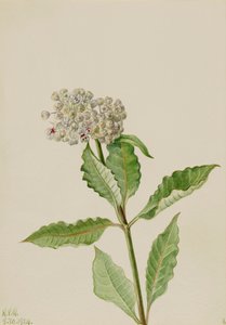 Seidenpflanze (Asclepias), 1924 von Mary Vaux Walcott