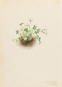 Nebeljungfer (Romanzoffia sitchensis) von Mary Vaux Walcott