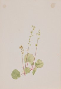 Mitella nuda von Mary Vaux Walcott