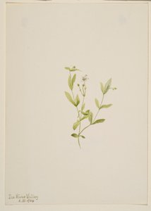 Moehringia laberiflora von Mary Vaux Walcott