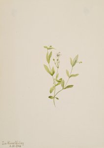 Moehringia laberiflora, 1904 von Mary Vaux Walcott