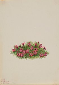 Moos-Steinbrech (Silene acaulis) von Mary Vaux Walcott