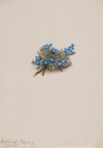 Moos-Vergissmeinnicht (Eritichum elongatum) von Mary Vaux Walcott