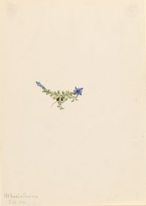 Moos-Enzian (Gentiana prostrata) von Mary Vaux Walcott