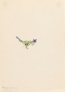 Moos-Enzian Gentiana prostrata, 1916 von Mary Vaux Walcott