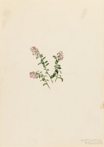 Bergpreiselbeere (Vaccinium vitisidaea minus)