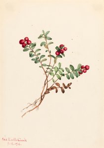 Bergpreiselbeere Vaccinium vitis-idaea minus, 1916 von Mary Vaux Walcott