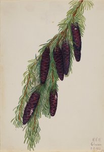 Berg-Hemlock Tsuga mertensiana, 1923