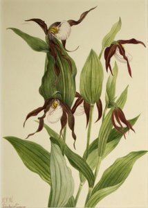 Berg-Frauenschuh (Cypripedium montanum)