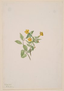 Moschusblume (Mimulus moschatus) von Mary Vaux Walcott