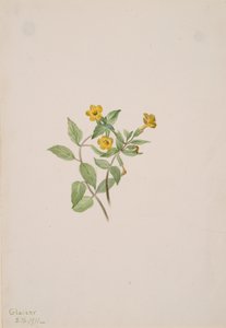 Moschusblume Mimulus moschatus, 1911