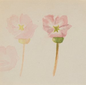 Mein erstes Gemälde von Mary Vaux Walcott