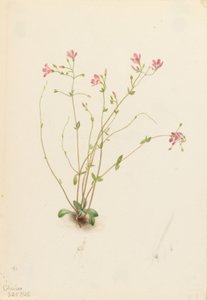 Naiad-Frühlingsschönheit (Claytonia parvifolia)