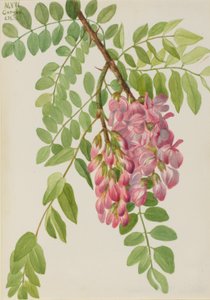 Neumexikanische Robinie (Robinia neomexicana) von Mary Vaux Walcott
