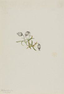 Nickendes Leimkraut (Lychnis apetala) von Mary Vaux Walcott