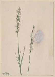 Nickende Frauenschuh-Orchidee, 1905 von Mary Vaux Walcott
