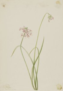 Nickende Zwiebel (Allium cernuum) von Mary Vaux Walcott
