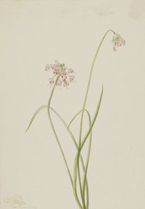 Nickender Lauch Allium cernuum, 1901 von Mary Vaux Walcott