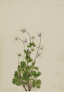 Nordanemone Anemone parviflora, 1924