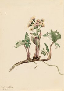 Nördliche Pestwurz (Petasites hyperboreus)