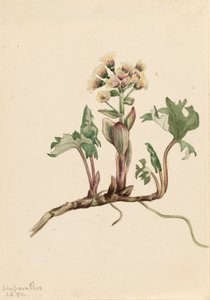 Nordische Pestwurz Petasites hyperboreus, 1916