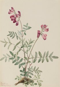 Nördliches Hedysarum (Hedysarum boreale)