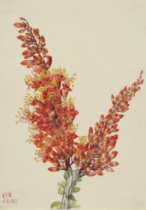Ocotillo (Fouquieria splendens) von Mary Vaux Walcott