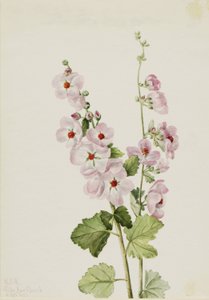 Orange-Augen-Kugelmalve (Sphaeralcea davidsonii) von Mary Vaux Walcott