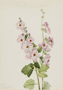 Orange-Auge Kugelmalve Sphaeralcea davidsonii, 1926 von Mary Vaux Walcott