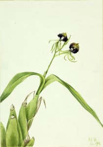 Orchidee (Epidendrum cochleatum) von Mary Vaux Walcott