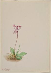 Orchis (Orchis rotundifolia) von Mary Vaux Walcott