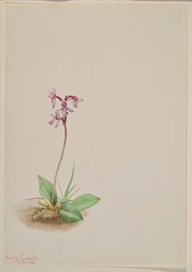Orchis Orchis rotundifolia von Mary Vaux Walcott