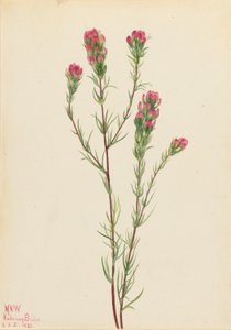 Eulen-Klee (Orthocarpus tenuifolius) von Mary Vaux Walcott