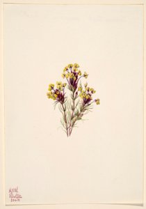 Eulen-Klee (Orthocarpus erianthus) von Mary Vaux Walcott