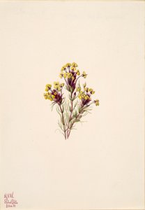 Eulen-Klee Orthocarpus erianthus, 1935