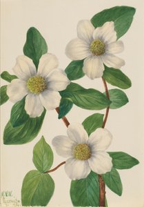 Pazifischer Hartriegel Cornus nuttallii, 1933 von Mary Vaux Walcott