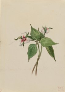 Gemaltes Dreiblatt (Trillium undulatum) von Mary Vaux Walcott