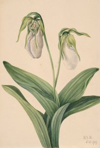 Blasse Frauenschuh Cypripedium acaule, 1919 von Mary Vaux Walcott