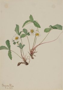 Blasse Erdbeere (Fragaria glauca) von Mary Vaux Walcott