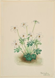 Stiefmütterchen Veilchen (Viola pedata) von Mary Vaux Walcott