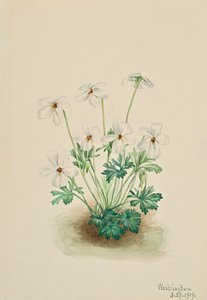 Stiefmütterchen Viola pedata, 1919 von Mary Vaux Walcott